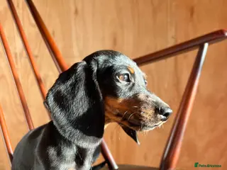 Dachshund dogs MINIATURE DACHSHUND PUPPIES - Advert 15