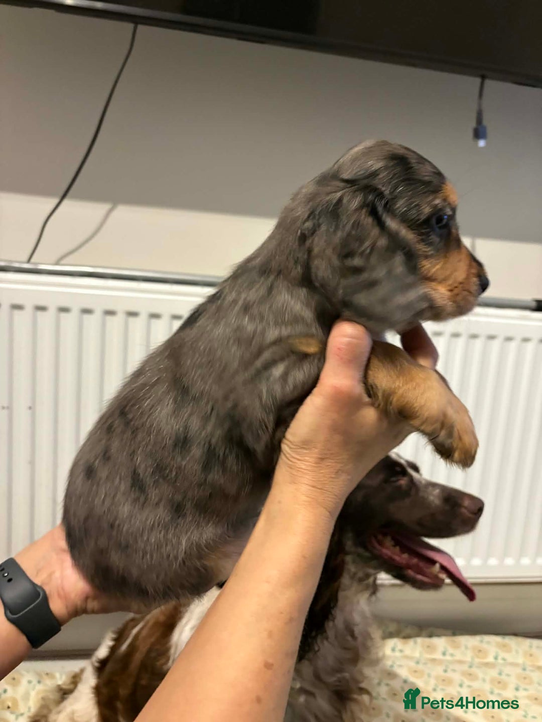 Cocker Spaniel dogs for sale: KC reg parents DNA health tested “show type”   - Advert 3