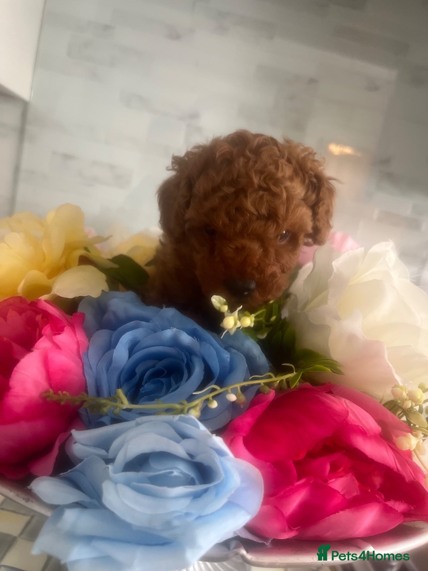 Toy Poodle dogs for sale: KC Toy poodle puppy PRA clear ready 31st October! - Advert 2
