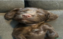 Cocker Spaniel dogs for sale: 🐶cocker spaniel puppies 🐶  - Image 3