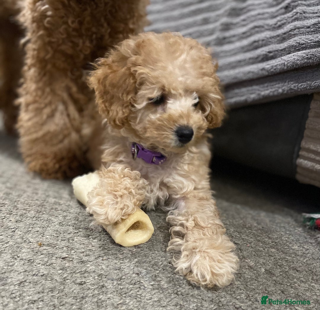 Toy Poodle dogs for sale: KC Girl Toy Poodle Girl  - Image 2