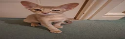 Mixed Breed cats for sale: Kittens looking for new homes - Advert 5
