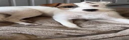 Parson Russell dogs for sale: KC Reg Parson Pup - Advert 1