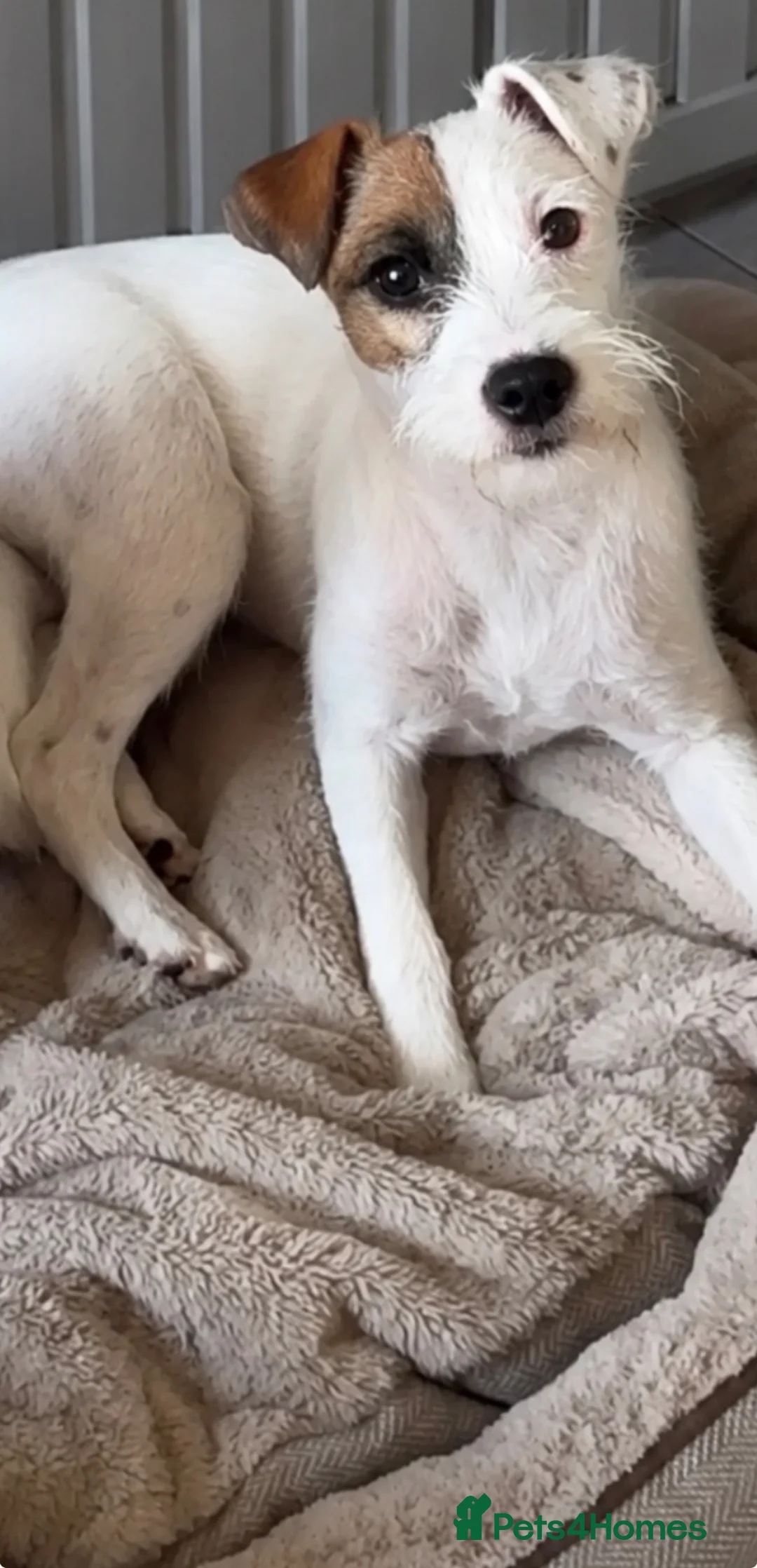Parson Russell dogs for sale: KC Reg Parson Pup - Advert 1