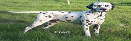Dalmatian dogs for sale: Beautiful litter of Dalmatian puppies  - Advert 6