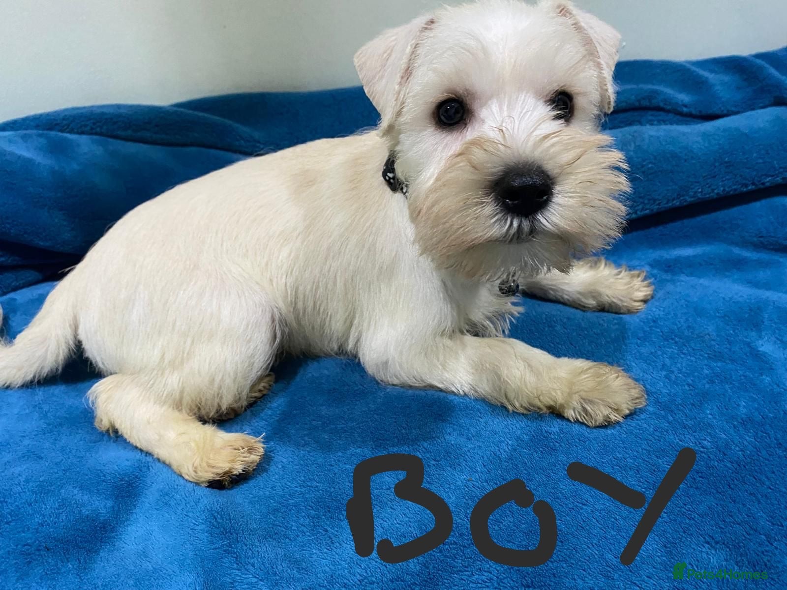 Miniature Schnauzer dogs Miniature schnauzer puppies  - Advert 7