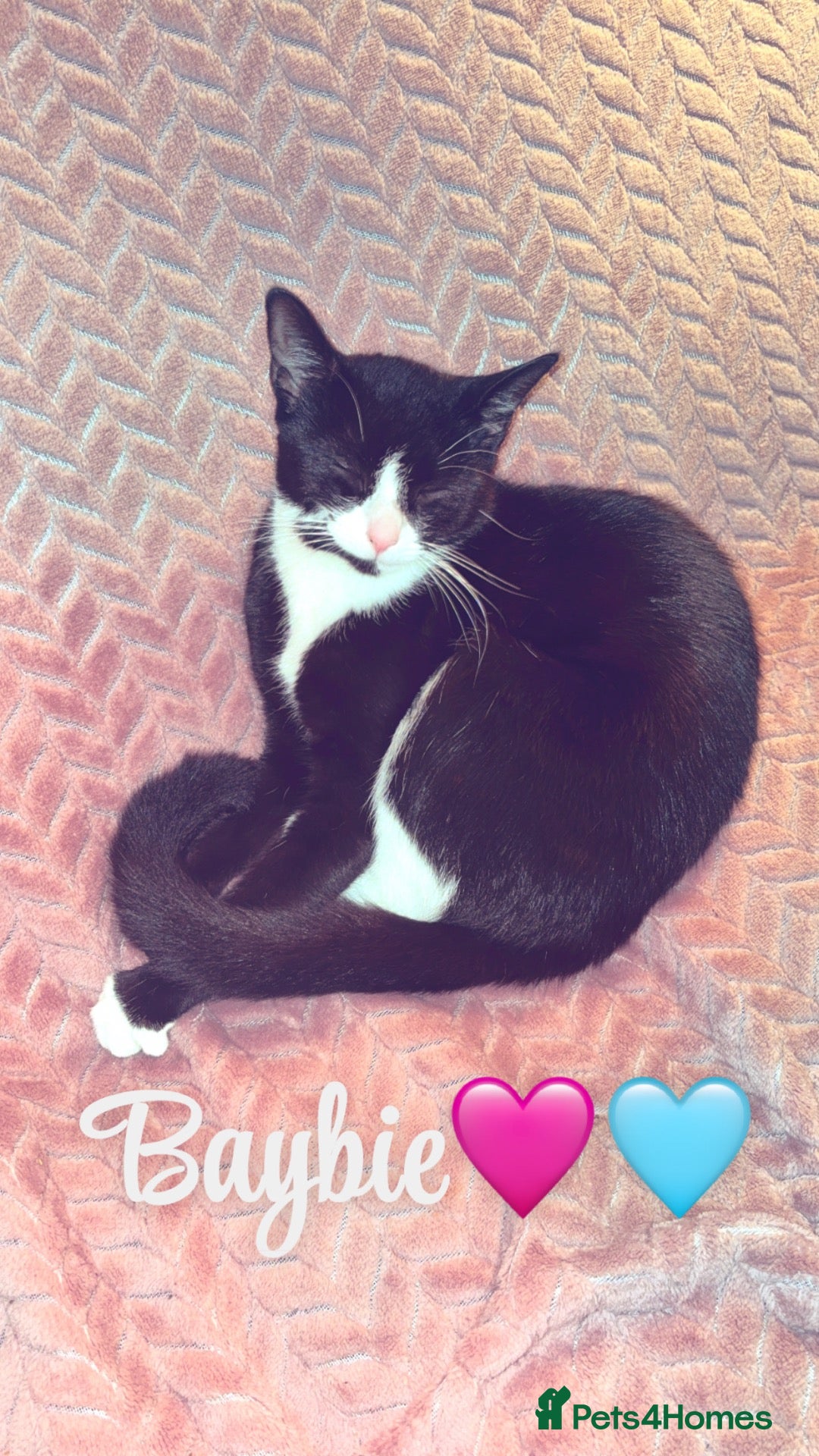 Mixed Breed cats Baybie  - Advert 9