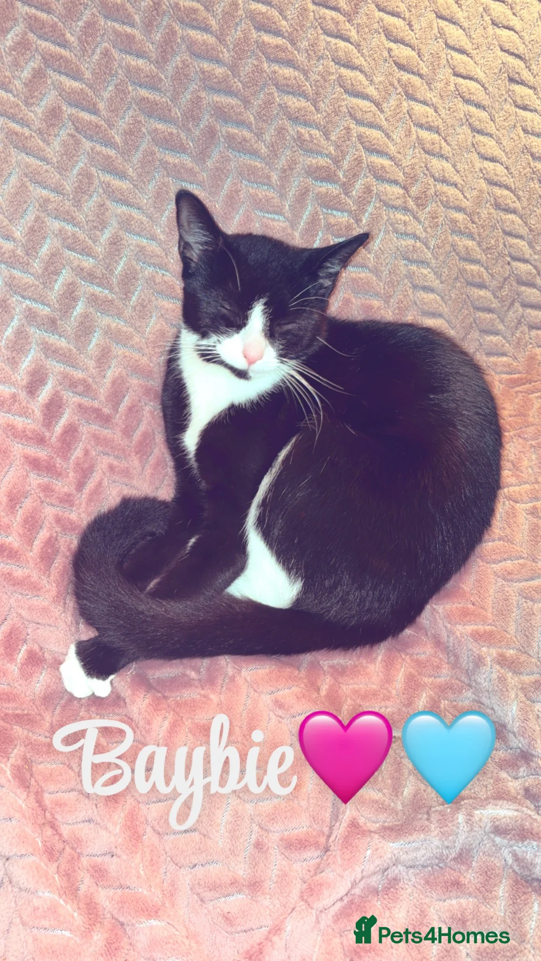 Mixed Breed cats for sale: Baybie  - Advert 1