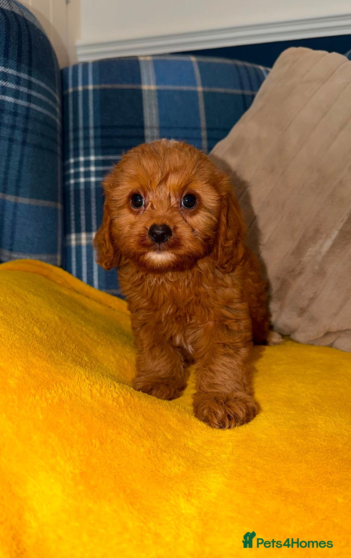 Cavapoo dogs 💙🩵Stunning Red Cavapoos boys 💙🩵 - Advert 1