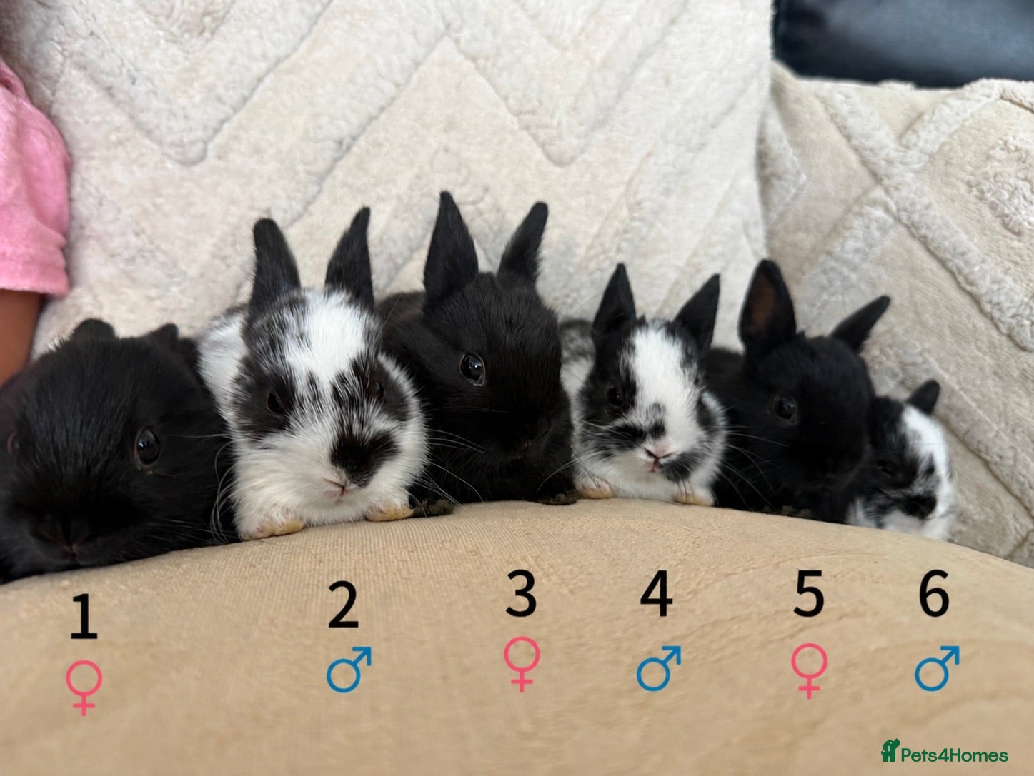 Netherland Dwarf rabbits 6 Adorable Netherland Dwarf Bunnies 🐰  - Advert 1