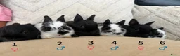 Netherland Dwarf rabbits for sale: 6 Adorable Netherland Dwarf Bunnies 🐰  - Advert 1