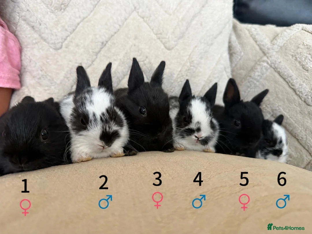 Netherland Dwarf rabbits for sale: 6 Adorable Netherland Dwarf Bunnies 🐰  - Advert 1