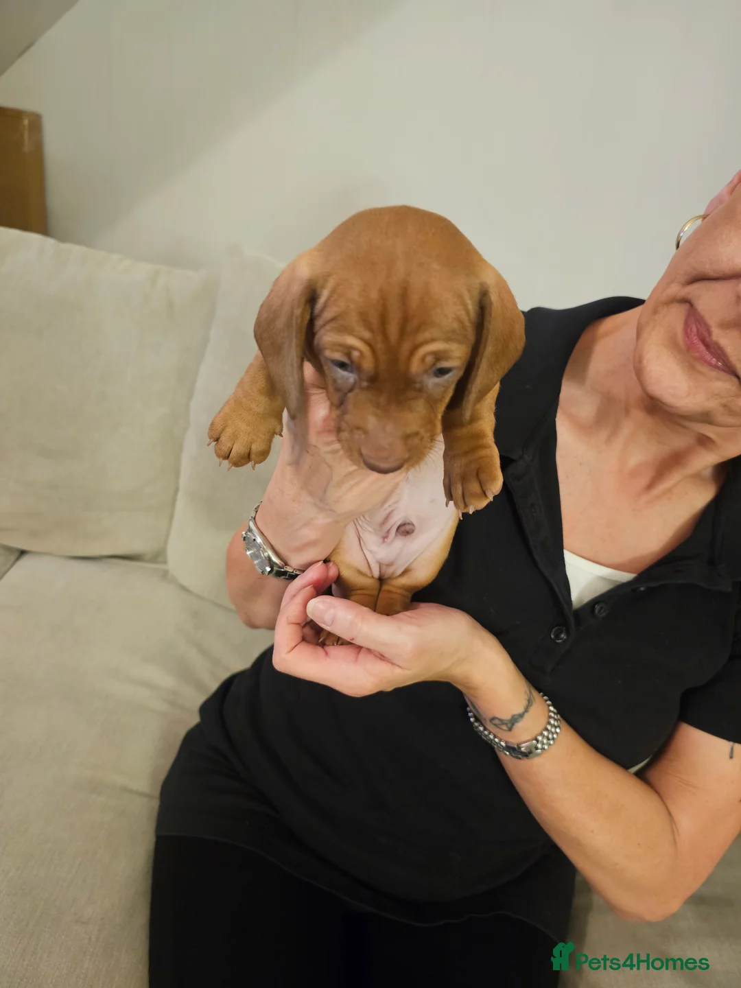 Dachshund dogs for sale: Dachshund puppy - Advert 5