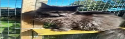 Maine Coon cats for sale: solid blue maine coon girl TICA 3 pedigree - Advert 9