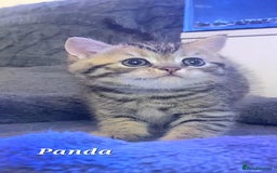 British Shorthair cats for sale: British shorthair babies  - Image 4