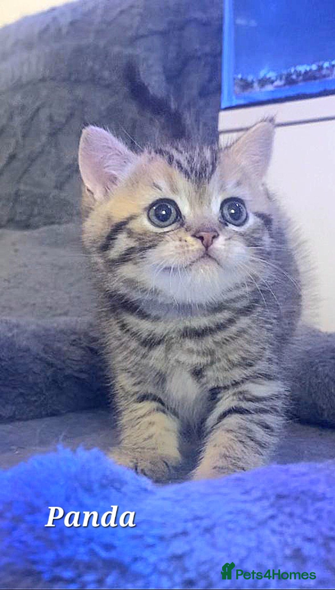 British Shorthair cats for sale: British shorthair babies  - Image 4