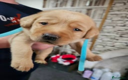 Labrador Retriever dogs for sale: KC Registered Pedigree Labrador Pups for Sale - Image 6