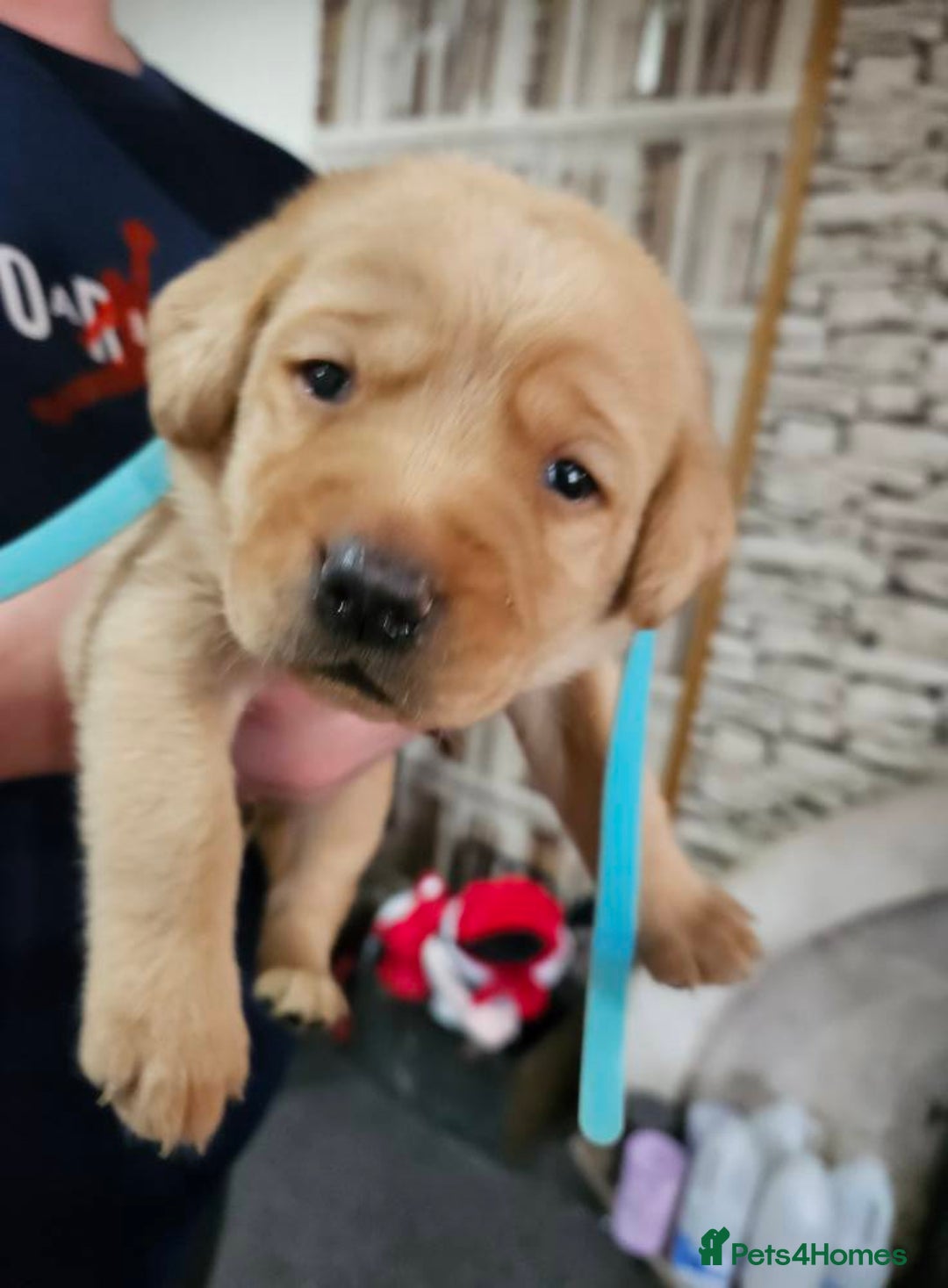 Labrador Retriever dogs for sale: KC Registered Pedigree Labrador Pups for Sale - Image 6