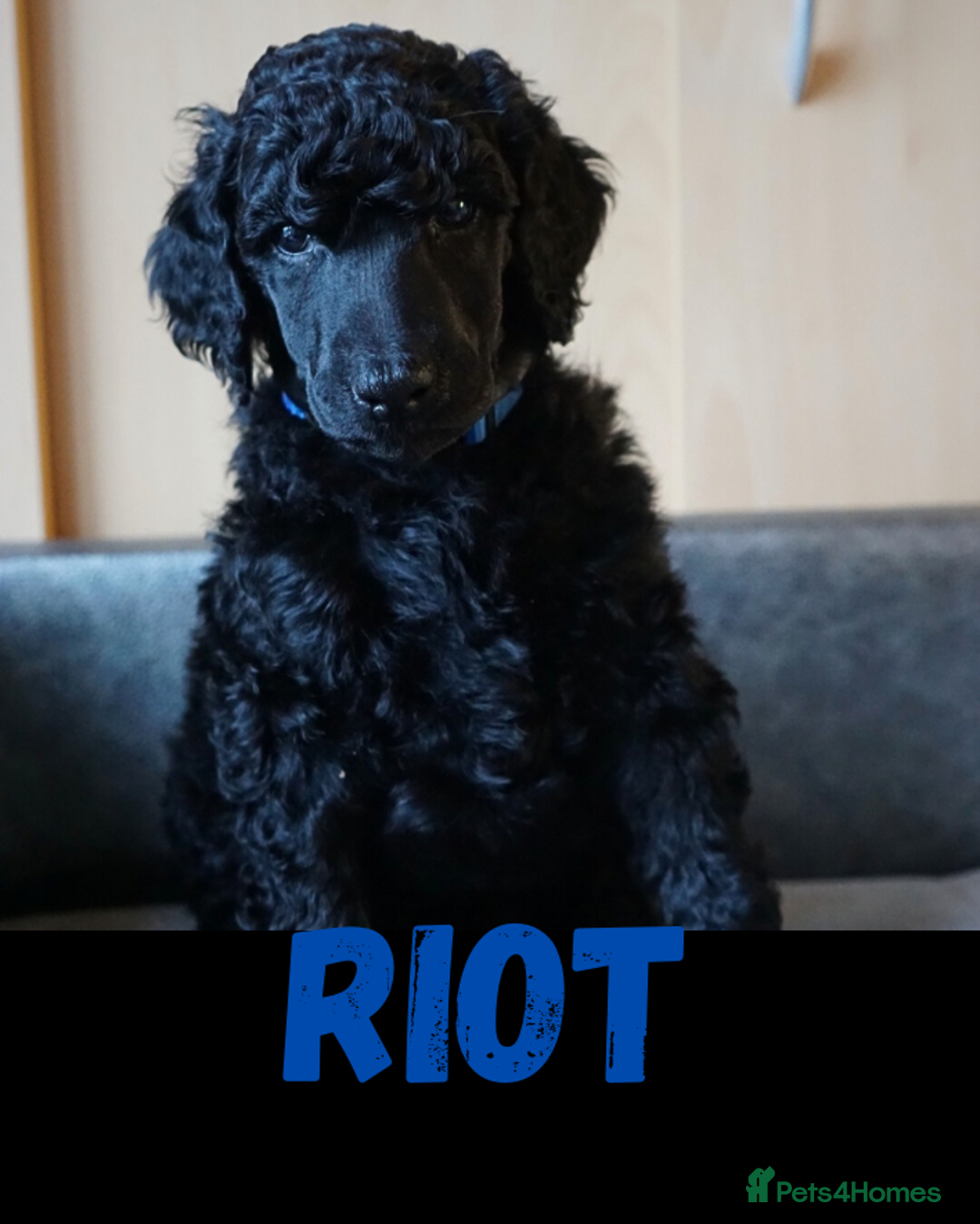 Standard Poodle dogs for sale: Champion sired standard poodles  - Advert 6