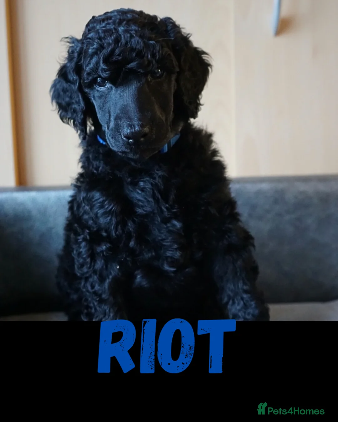 Standard Poodle dogs for sale: Champion sired standard poodles  - Advert 13