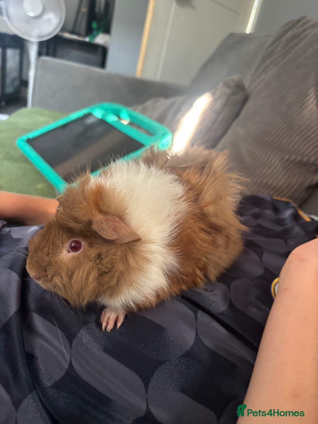 Guinea Pig rodents for sale: Male and female or guinea pig looking for home - Image 4