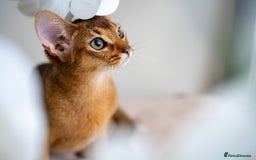 Abyssinian cats for sale: One of the Kind Abyssinian Girl-Champions Pedigree - Image 23