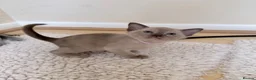Burmese cats for sale: Home Raised Full Pedigree Burmese Kittens - Advert 1