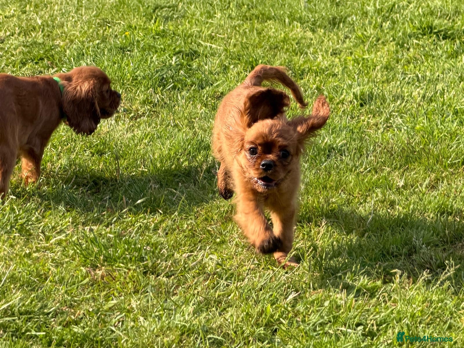 Cavalier King Charles Spaniel dogs KC REG FULLY VACCINATED RUBY CAVS READY NOW  - Advert 2