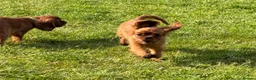 Cavalier King Charles Spaniel dogs for sale: KC REG FULLY VACCINATED RUBY CAVS READY NOW  - Advert 2