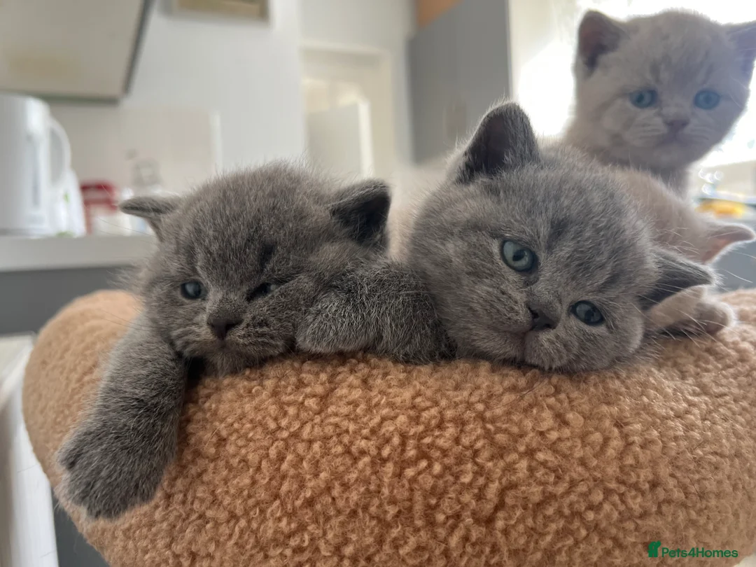 British Shorthair cats for sale: 🐈Beautiful GCCF Registered 🐈 British Shorthair in Warminster - Advert 2