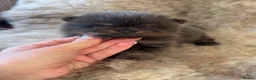 Pomeranian dogs for sale: Exclusive Stunning KC reg Teddy Bear Poms - Advert 22