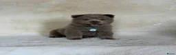 Chow Chow dogs for sale: Exotic colour pure chow chow puppies for sale  - Advert 15