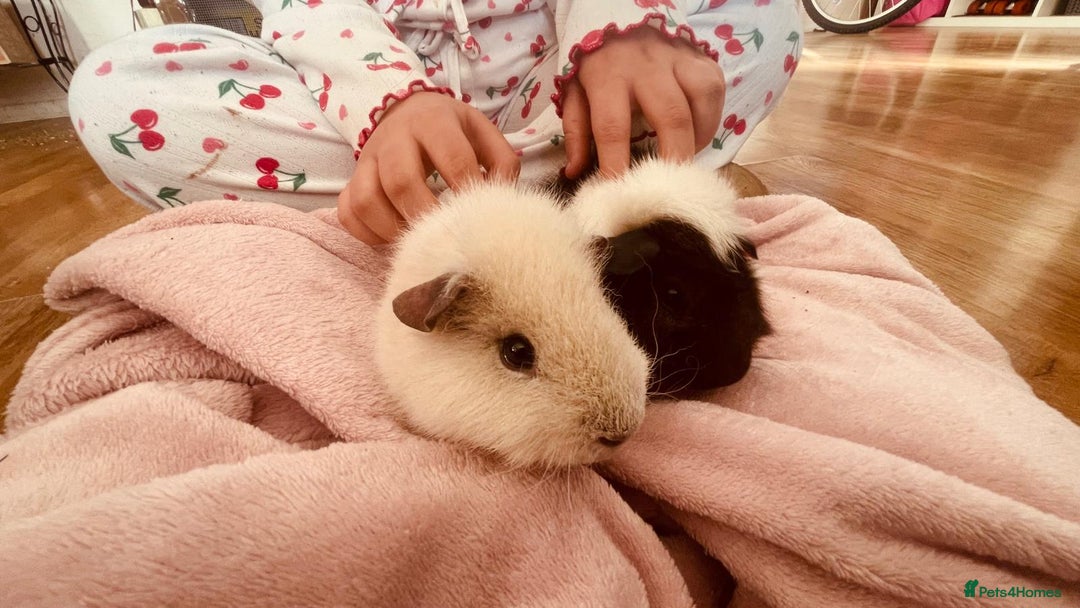 Guinea Pig rodents for sale: Guinea pigs and huge set up (huge deal) - Advert 1