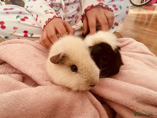 Guinea Pig rodents Guinea pigs and huge set up (huge deal) - Advert 1