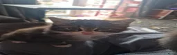 Mixed Breed cats for sale: 3 kitten for sale  - Advert 16