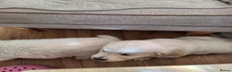 Golden Retriever dogs for sale: Golden Retreiver Puppies  - Advert 2