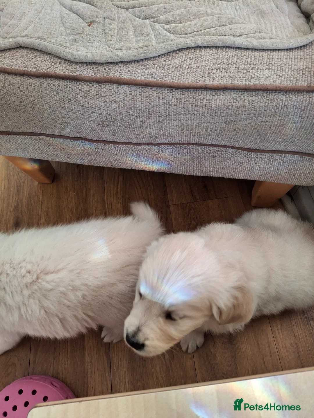 Golden Retriever dogs for sale: Golden Retreiver Puppies  - Advert 2