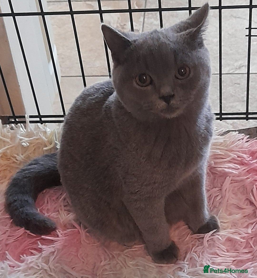 British Shorthair cats for sale: Beautiful Pedigree British short-haired kittens  - Image 5