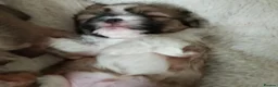 Mixed Breed dogs for sale: 2 BEAUTIFUL PUPS FOR SALE in Manchester - Advert 2