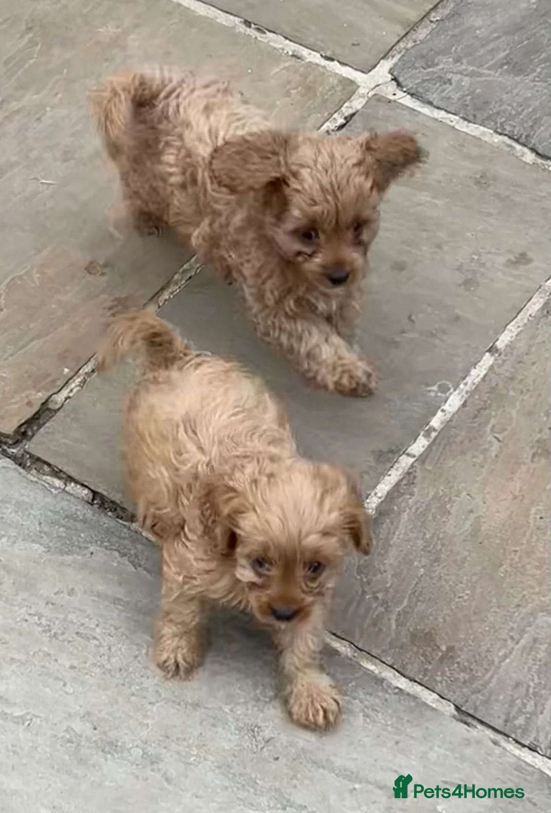 Cavapoo dogs for sale: Beautiful Red Cavapoos - Advert 2
