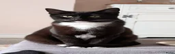 Mixed Breed cats for sale: Grey and white kittens for sale - Advert 9