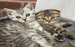 Scottish Fold cats for sale: !🆘🆘Scottish shorthair (silver chinchilla)❤️❤️❤️ - Image 1