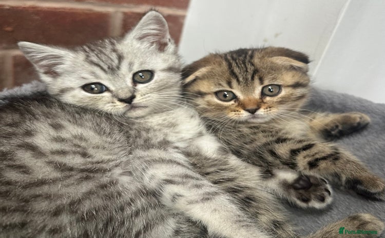 Scottish Fold cats - Advert 3
