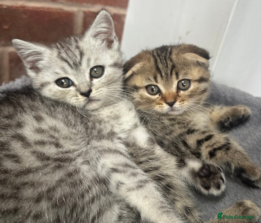 Scottish Fold cats for sale: !🆘🆘Scottish shorthair (silver chinchilla)❤️❤️❤️ - Image 1
