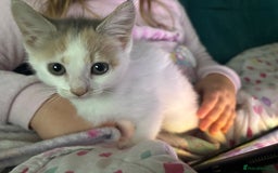 Mixed Breed cats for sale: 5 Adorable Fluffy White Playful Kittens  - Image 25