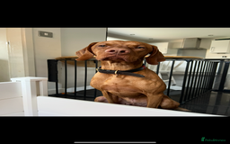 Hungarian Vizsla dogs for stud: Quality stud boy  - Image 2