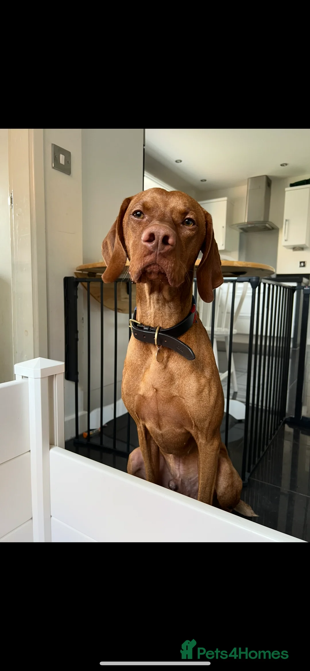 Hungarian Vizsla dogs for stud: Quality stud boy  - Advert 2