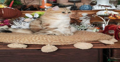 British Shorthair cats - Advert 2