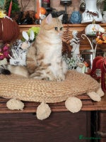 British Shorthair cats - Advert 2