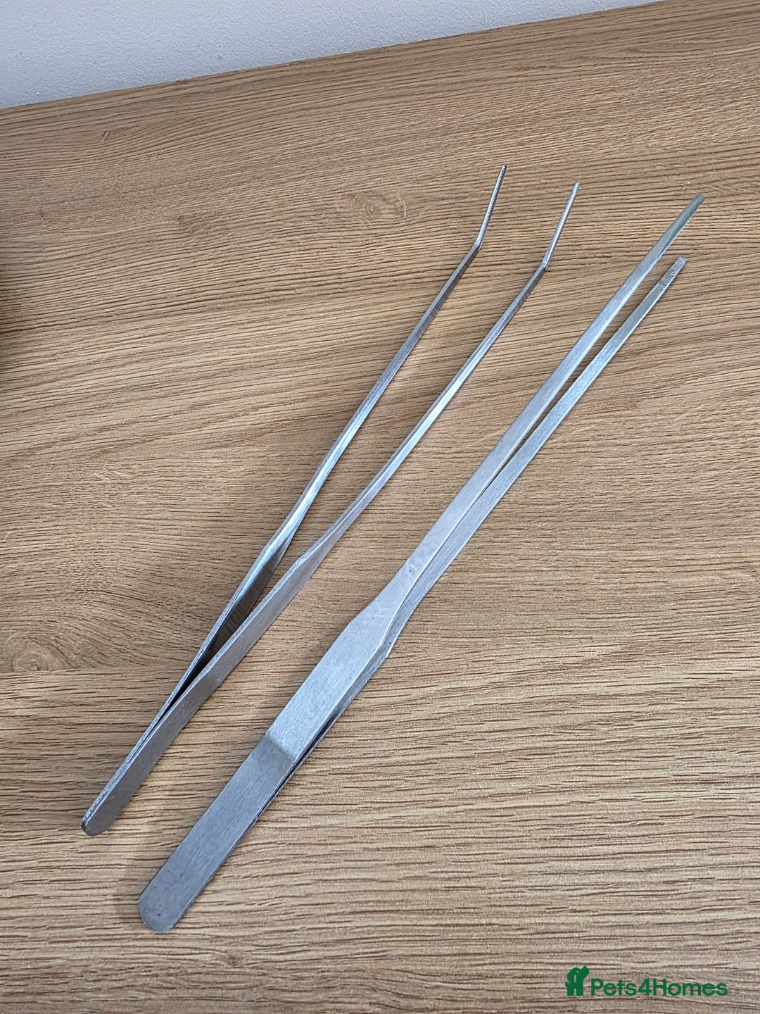 Snake reptiles for sale: Hognose snake  - Advert 13